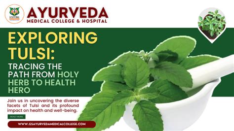 kerala tulsi full video|Exploring Tulsi: Tracing the Path from Holy Herb to Health Hero.